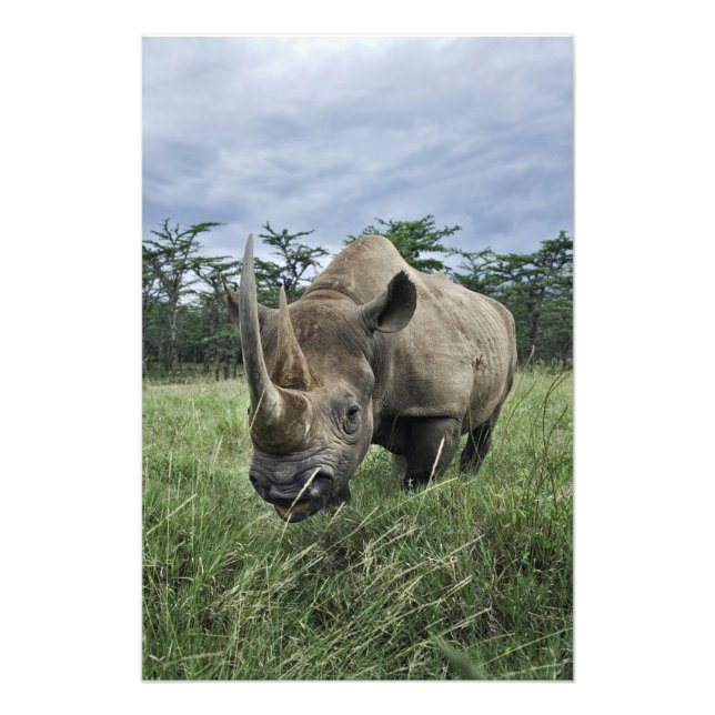 Svart noshörning, Diceros bicornis, Kenya Fototryck (Framsidan)