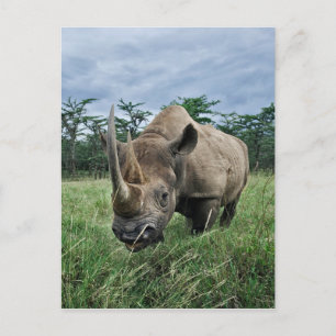 Svart noshörning, Diceros bicornis, Kenya Vykort