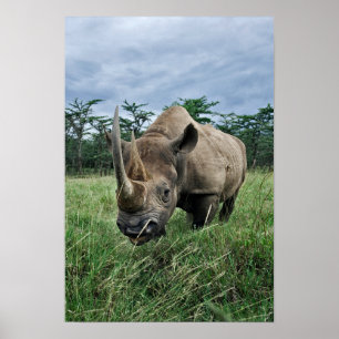 Svart noshörning, Dicerosbicornis, Kenya Poster