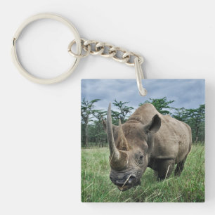 Svart noshörning   Kenya