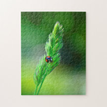 Svart nyckelpiga på resa....