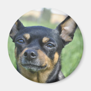 Svart och brun Chihuahuamagnet Magnet