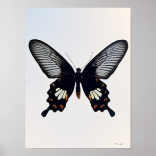 Svart och brun fjäril poster