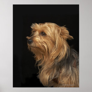 Svart och brun Yorkie lämnat profil på svart Poster