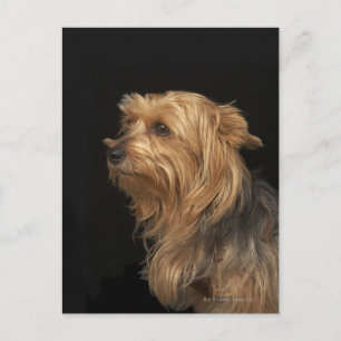 Svart och brun Yorkie lämnat profil på svart Vykort