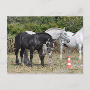 Svart och grått Percheron-folie i Frankrike Vykort