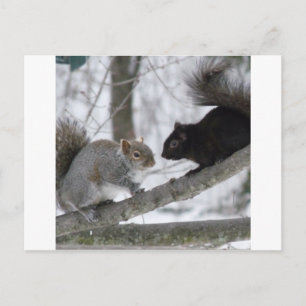 Svart och Grått Squirrel Vykort