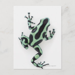 Svart och Grönt Poison Dart Frog 2 Vykort