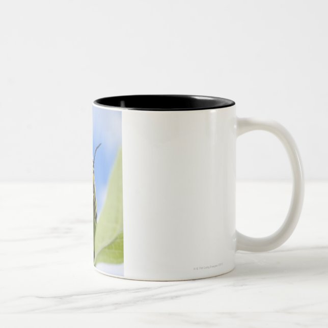 Svart och gul caterpillar Två-Tonad mugg (Höger)
