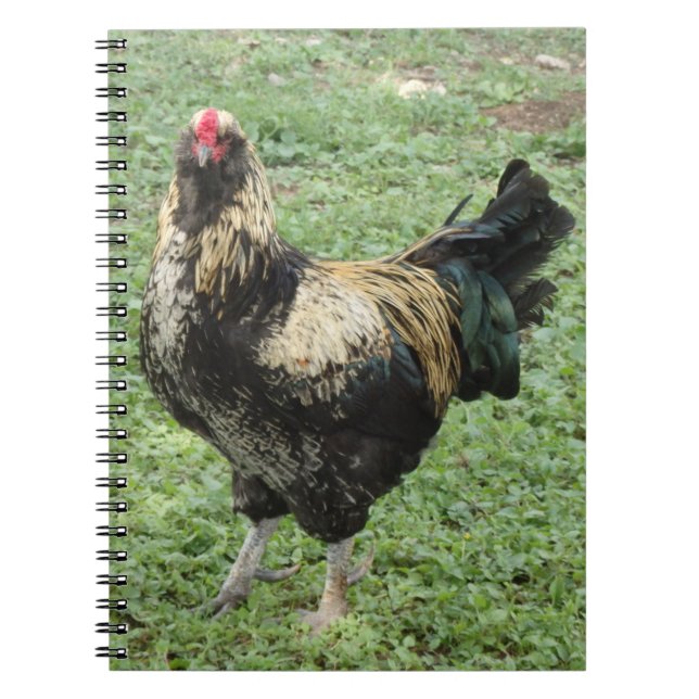 Svart och Guld Ameraucana Tupp Anteckningsbok (Framsidan)