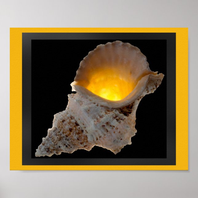 Svart och Guld Tropical Seashell Printable Art Poster (Framsidan)
