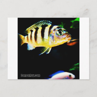Svart och Gult African Cichlid Fish Vykort