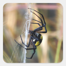 Svart och Gult Argiope Garden Spider Sticker Fyrkantigt Klistermärke
