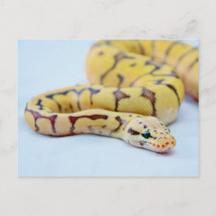 Svart och Gult Boll Python 2 Vykort