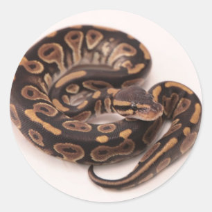 Svart och Gult Boll Python Runt Klistermärke