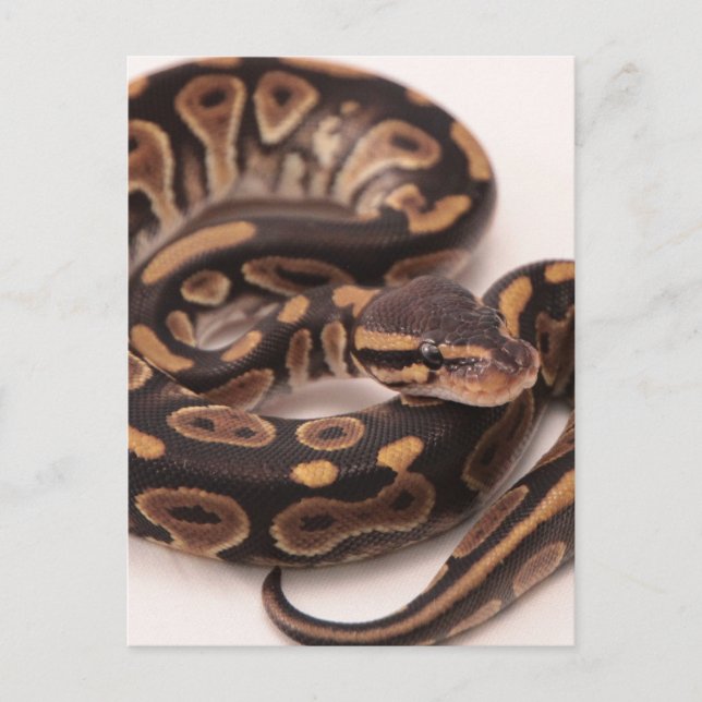 Svart och Gult Boll Python Vykort (Framsida)