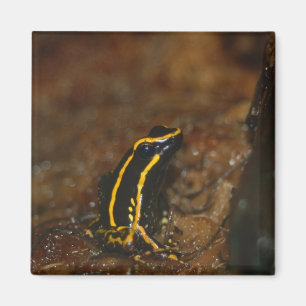 Svart och Gult Frog Magnet