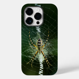 Svart och Gult Garden Spider