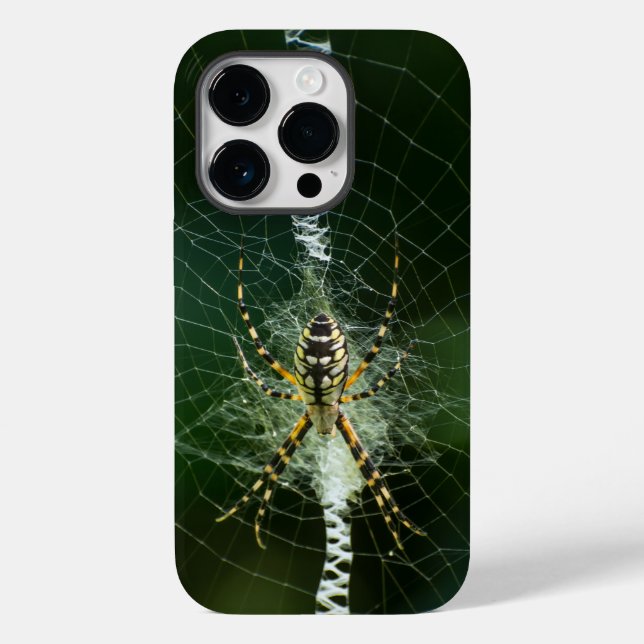 Svart och Gult Garden Spider (Baksida)
