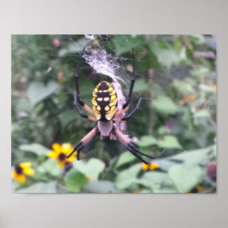 Svart och Gult Garden Spider Poster