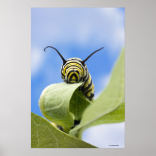Svart och gult-pelare poster