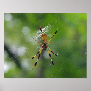Svart och gult-trädgårdsspider poster