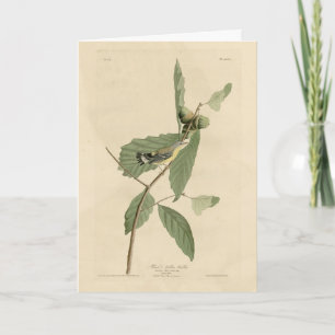 Svart och Gult Warbler, Audubon's Birds of America Kort