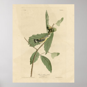 Svart och Gult Warbler, Audubon's Birds of America Poster
