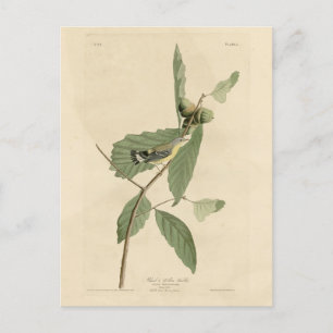 Svart och Gult Warbler, Audubon's Birds of America Vykort