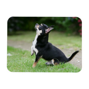 Svart och kräm- Chihuahua Magnet