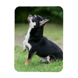 Svart och kräm- Chihuahua Magnet