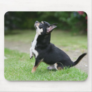 Svart och kräm- Chihuahua Musmatta