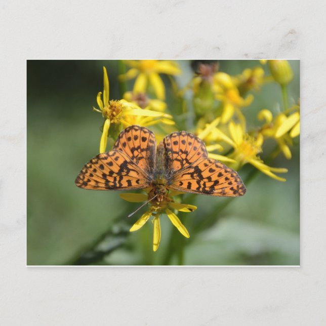 Svart och Orange Butterfly på Gula blommor Vykort (Framsida)