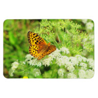 Svart och Orange Butterfly på vita blommor
