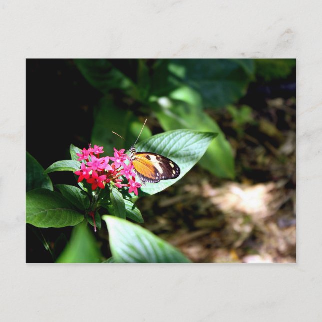 Svart och Orange Butterfly Vykort (Framsida)