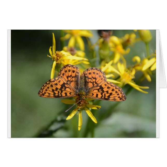 Svart och orange fjäril på gula blommor hälsningskort (Framsidan Horizontal)