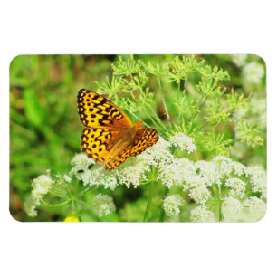 Svart och orange fjäril på vitblommor magnet