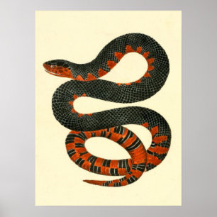 Svart och röd snake poster