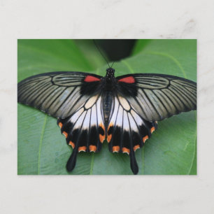 Svart och Rosa Swallowtail Butterfly-vykort Vykort