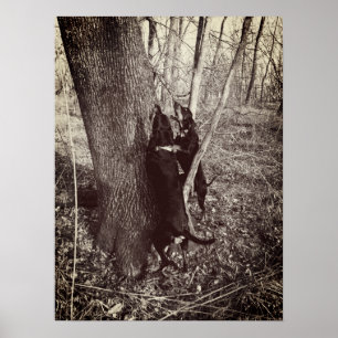 Svart och Tan Coon Hounds Poster