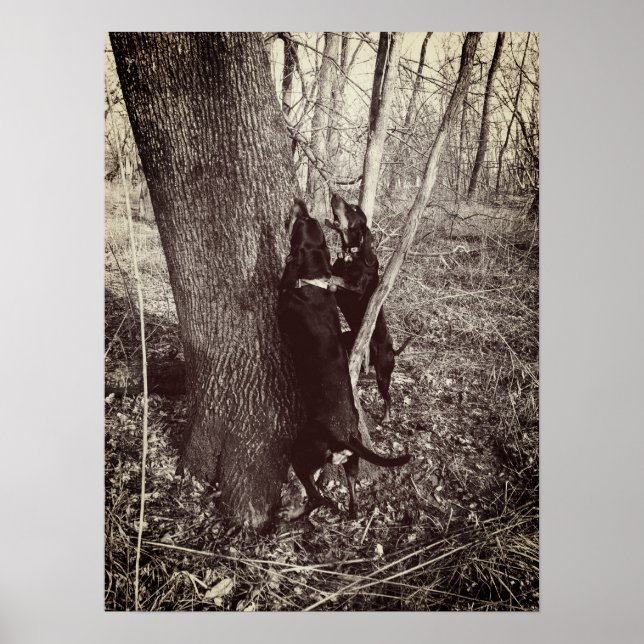 Svart och Tan Coon Hounds Poster (Framsidan)