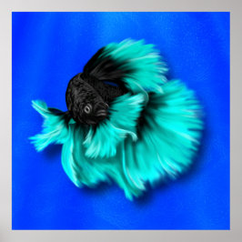 Svart och Teal Betta Fish Poster