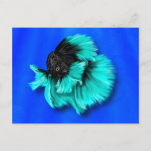 Svart och Teal Betta Fish Vykort