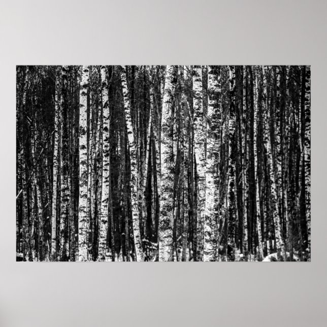 Svart och vit Abstrakt Birch Forest Poster (Framsidan)