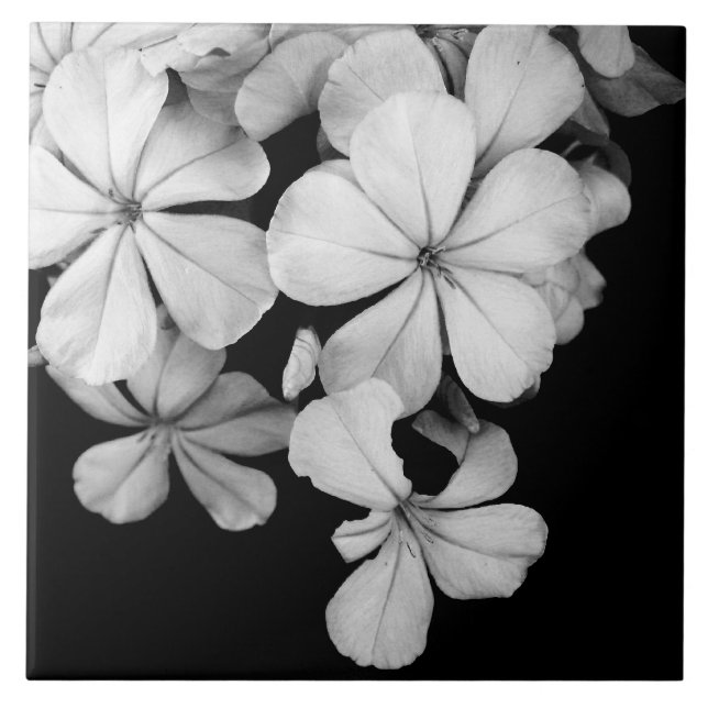 Svart och vit blomfotografering kakelplatta (Framsidan)