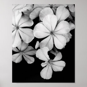 Svart och vit blomfotografering poster