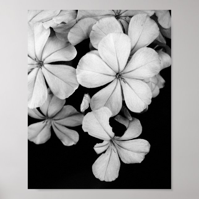 Svart och vit blomfotografering poster (Framsidan)