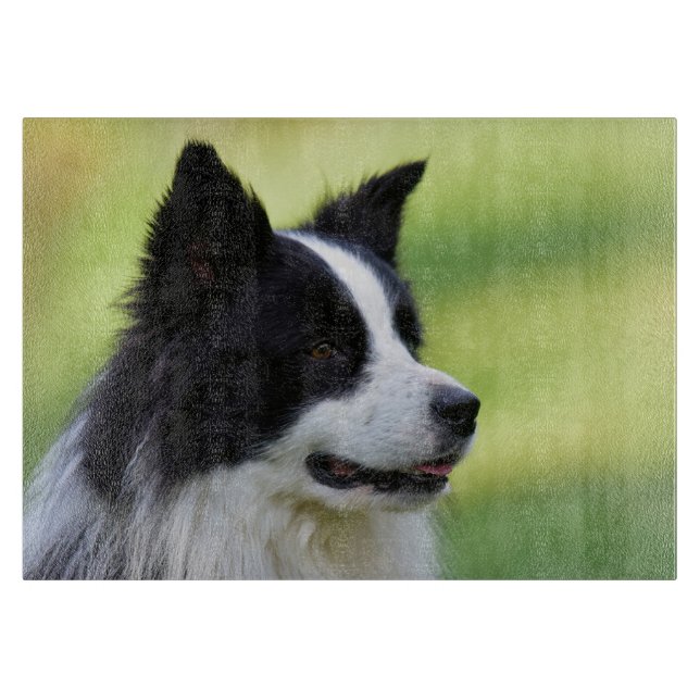 Svart och vit border collie hund (Framsidan)