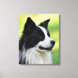 Svart och vit border collie hund canvastryck