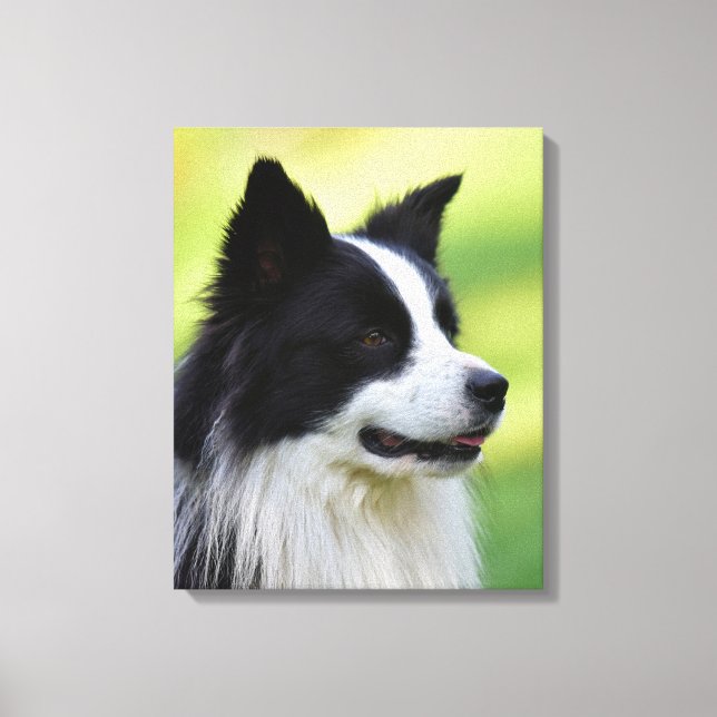 Svart och vit border collie hund canvastryck (Framsida)